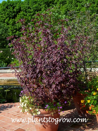 Maple Sugar Hibiscus (Hibiscus acesotella)